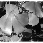 Gingkoblatt