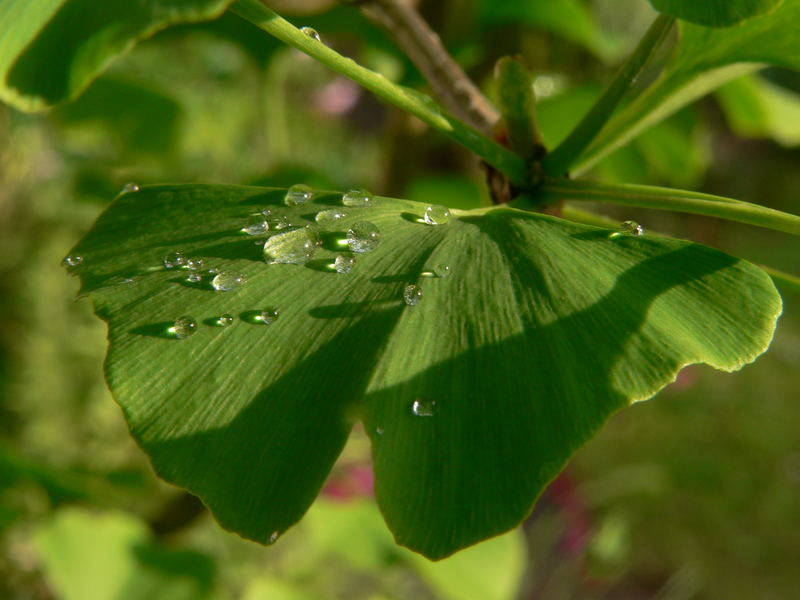 Gingkoblatt