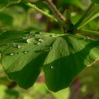 Gingkoblatt