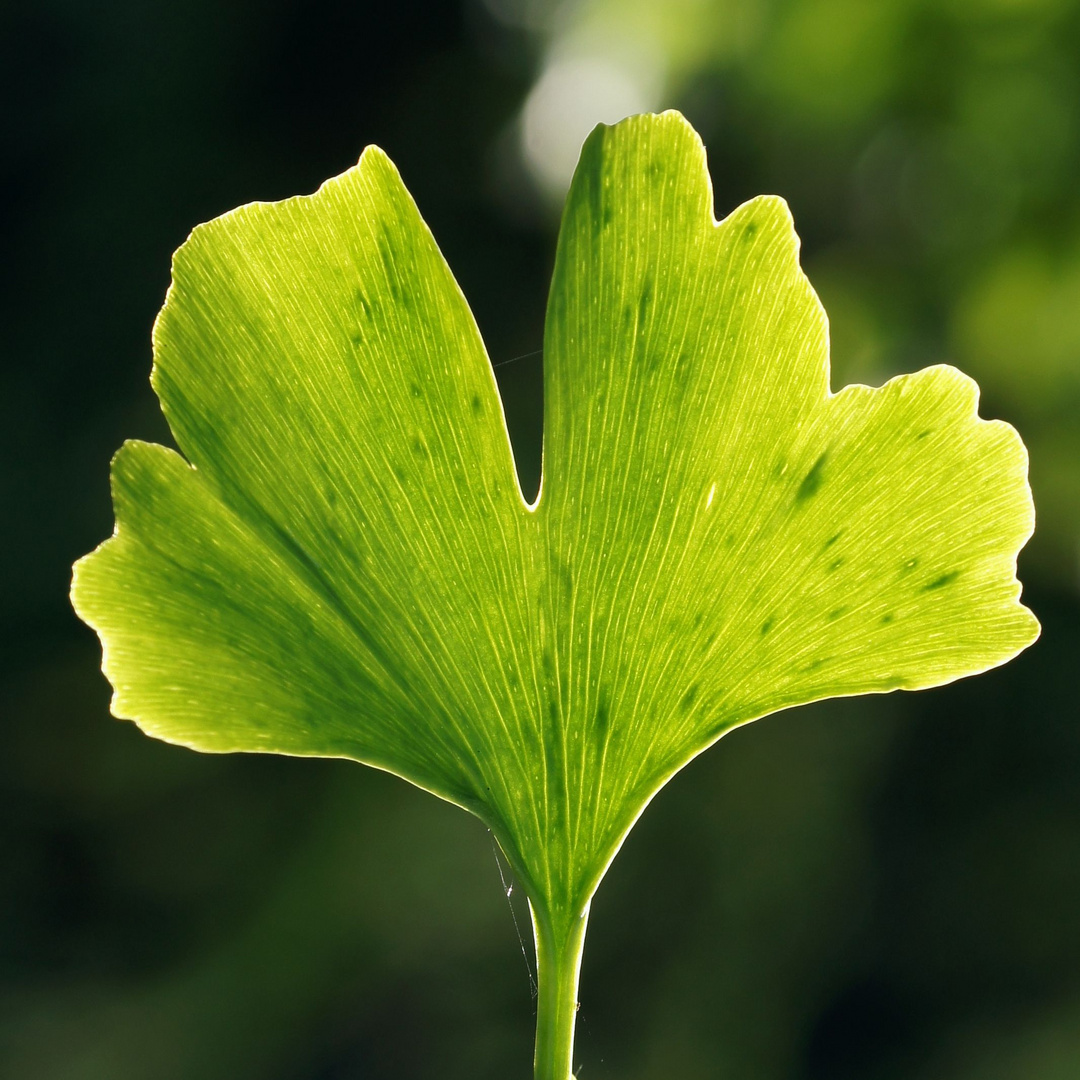 Gingkoblatt im Gegenlicht