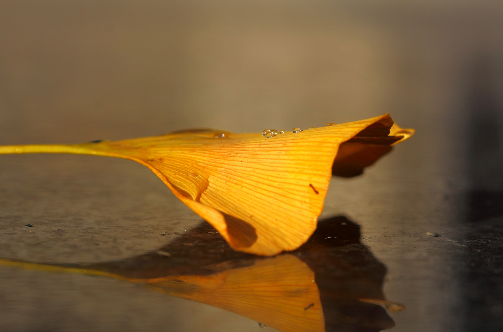 Gingkoblatt im Regen..