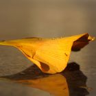 Gingkoblatt im Regen..