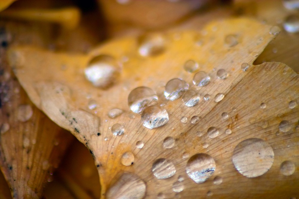 Gingkoblatt mit Tropfen