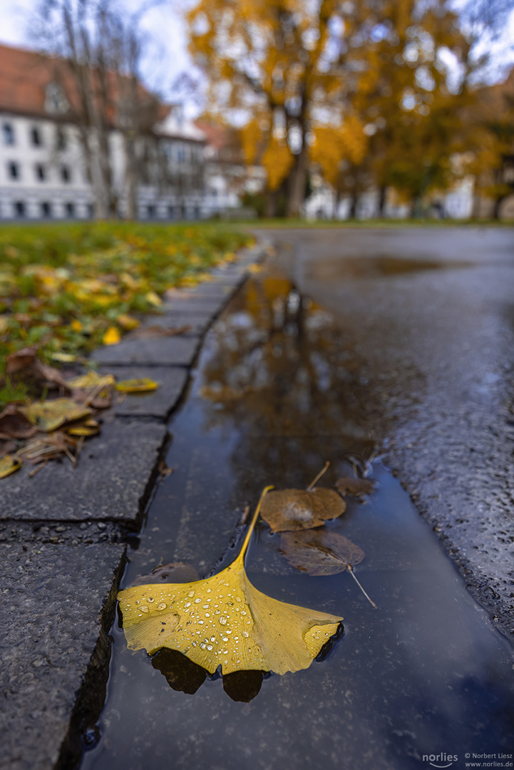 Gingkoblatt mit Tropfen