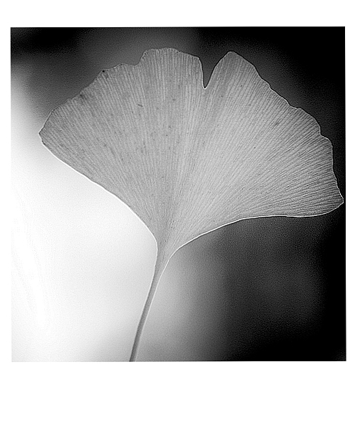 gingkoherz, 7