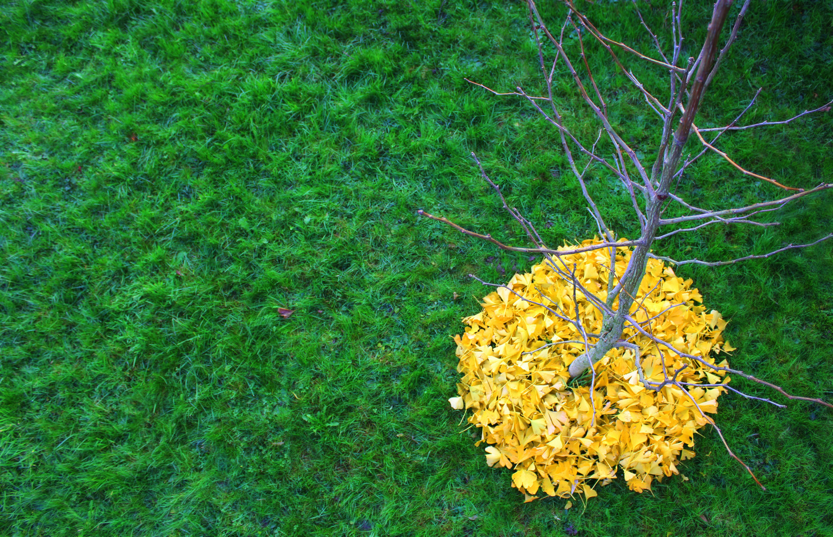 GINGkos Abschied...