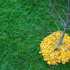 GINGkos Abschied...