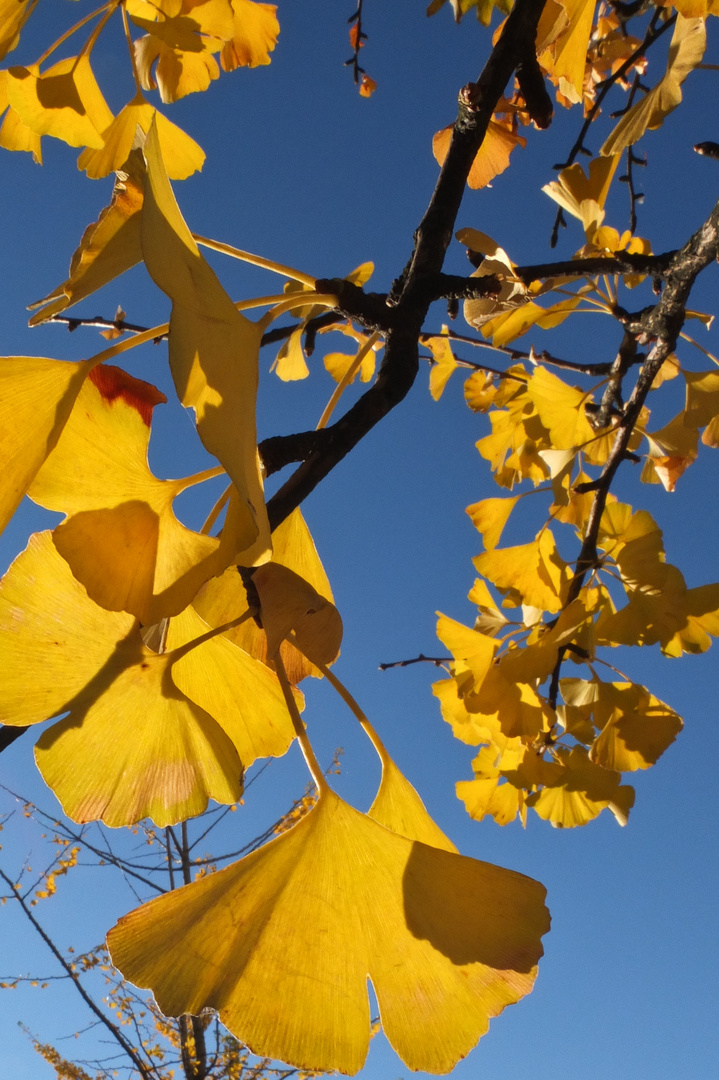 Gingo im Herbst