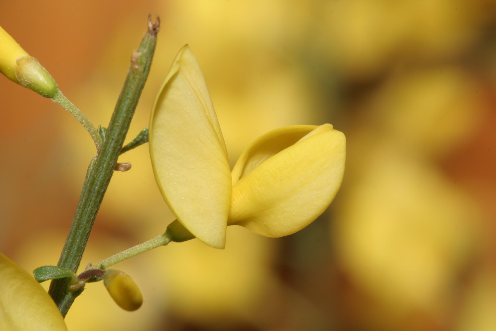 Gingsterblüte