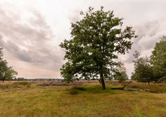 Ginkelse Heide - Groot Ginkel - 01