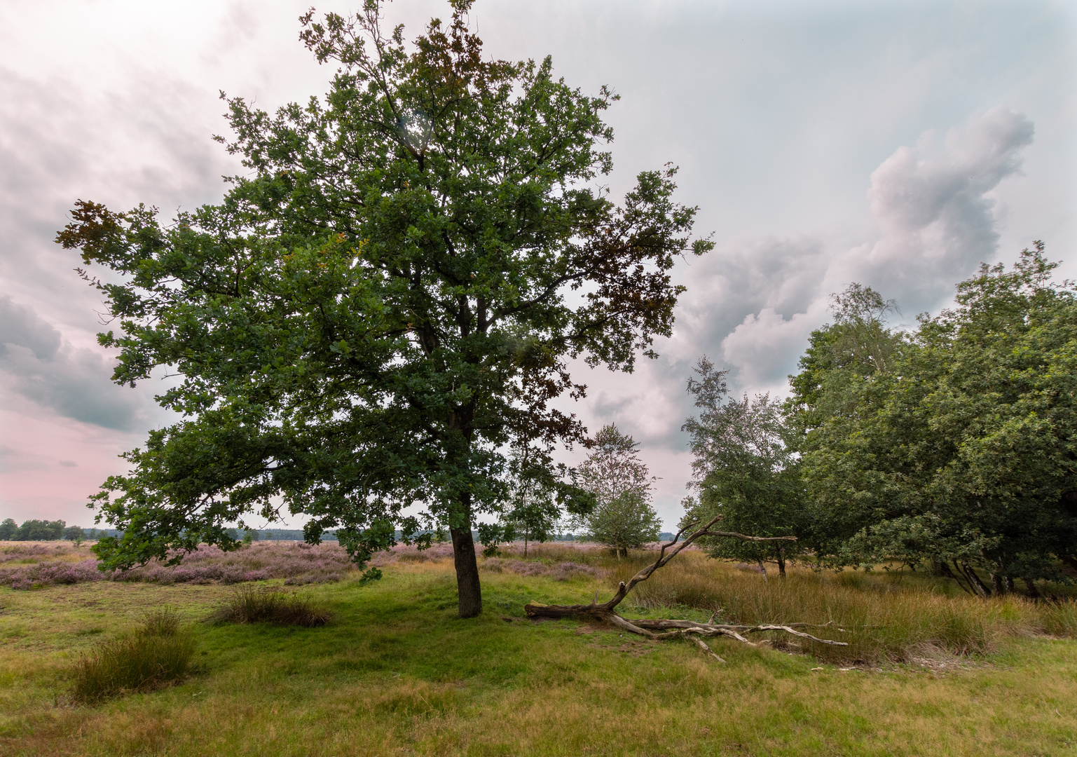 Ginkelse Heide - Groot Ginkel - 02