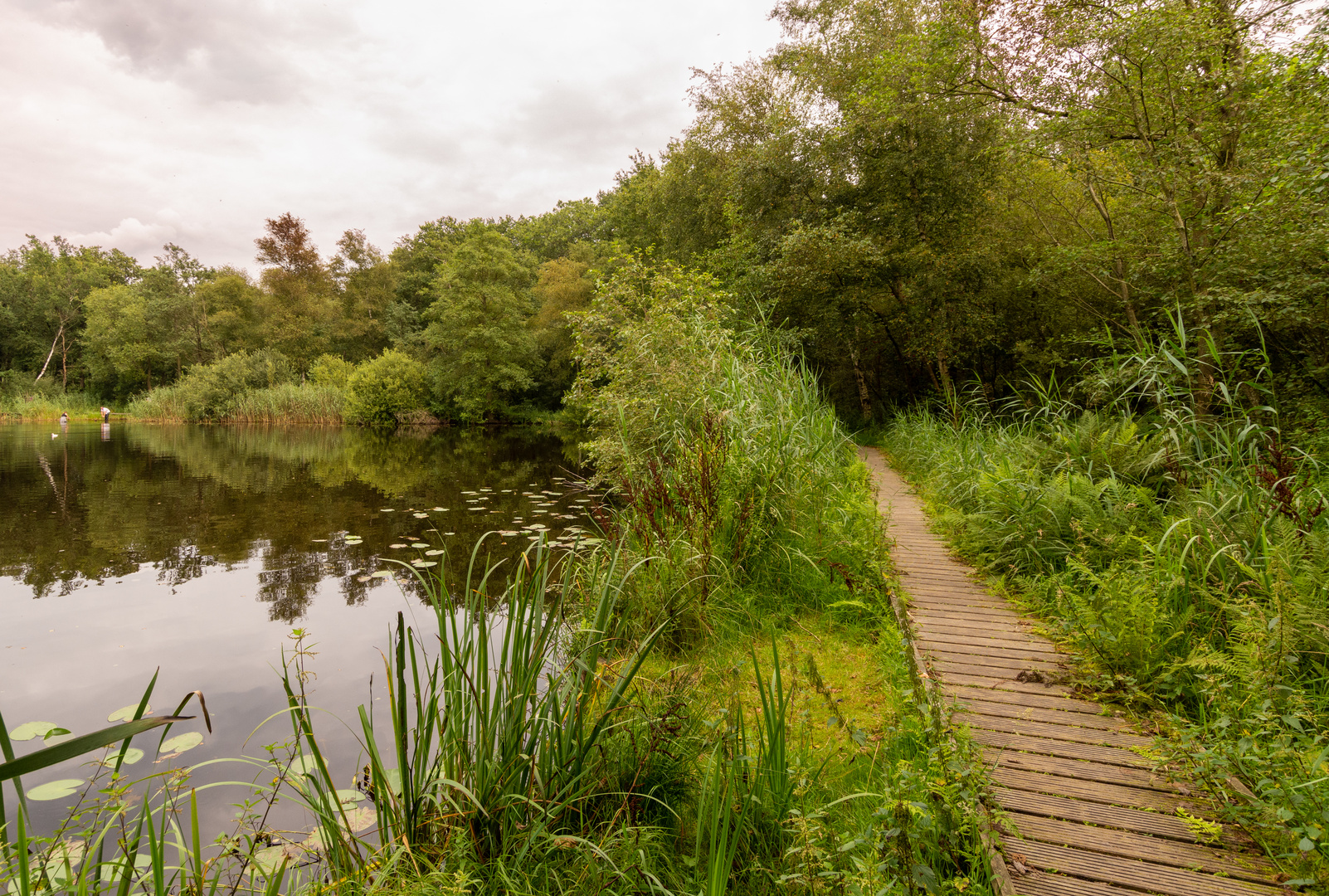 Ginkelse Heide - Groot Ginkel - 06