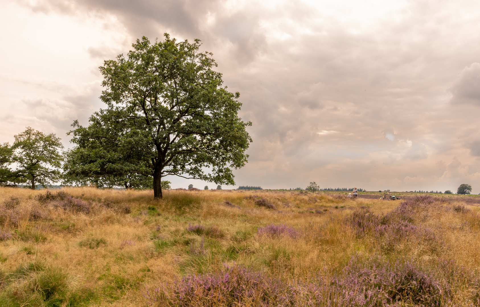 Ginkelse Heide - Groot Ginkel - 07