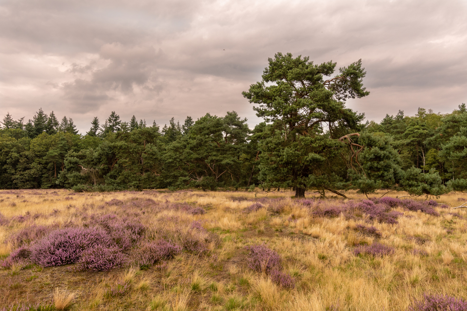 Ginkelse Heide - Groot Ginkel - 08