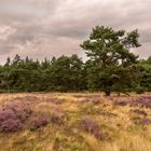 Ginkelse Heide - Groot Ginkel - 08