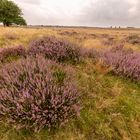 Ginkelse Heide - Groot Ginkel - 09