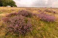 Ginkelse Heide - Groot Ginkel - 09