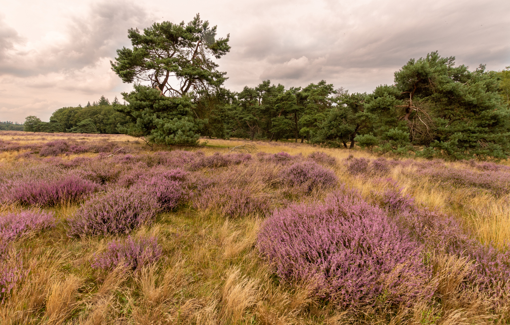 Ginkelse Heide - Groot Ginkel - 10