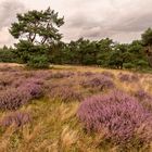 Ginkelse Heide - Groot Ginkel - 10