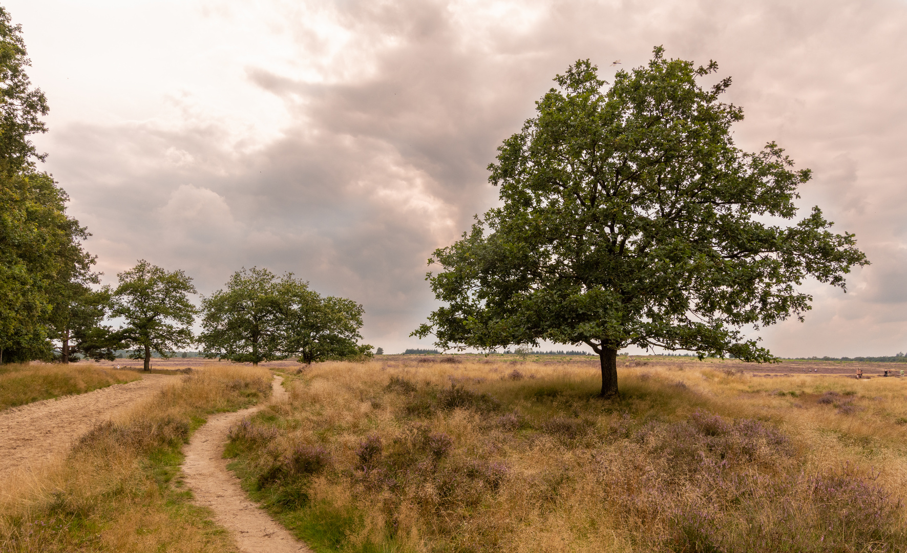 Ginkelse Heide - Groot Ginkel - 11