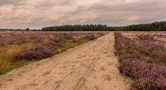 Ginkelse Heide - Groot Ginkel - 12