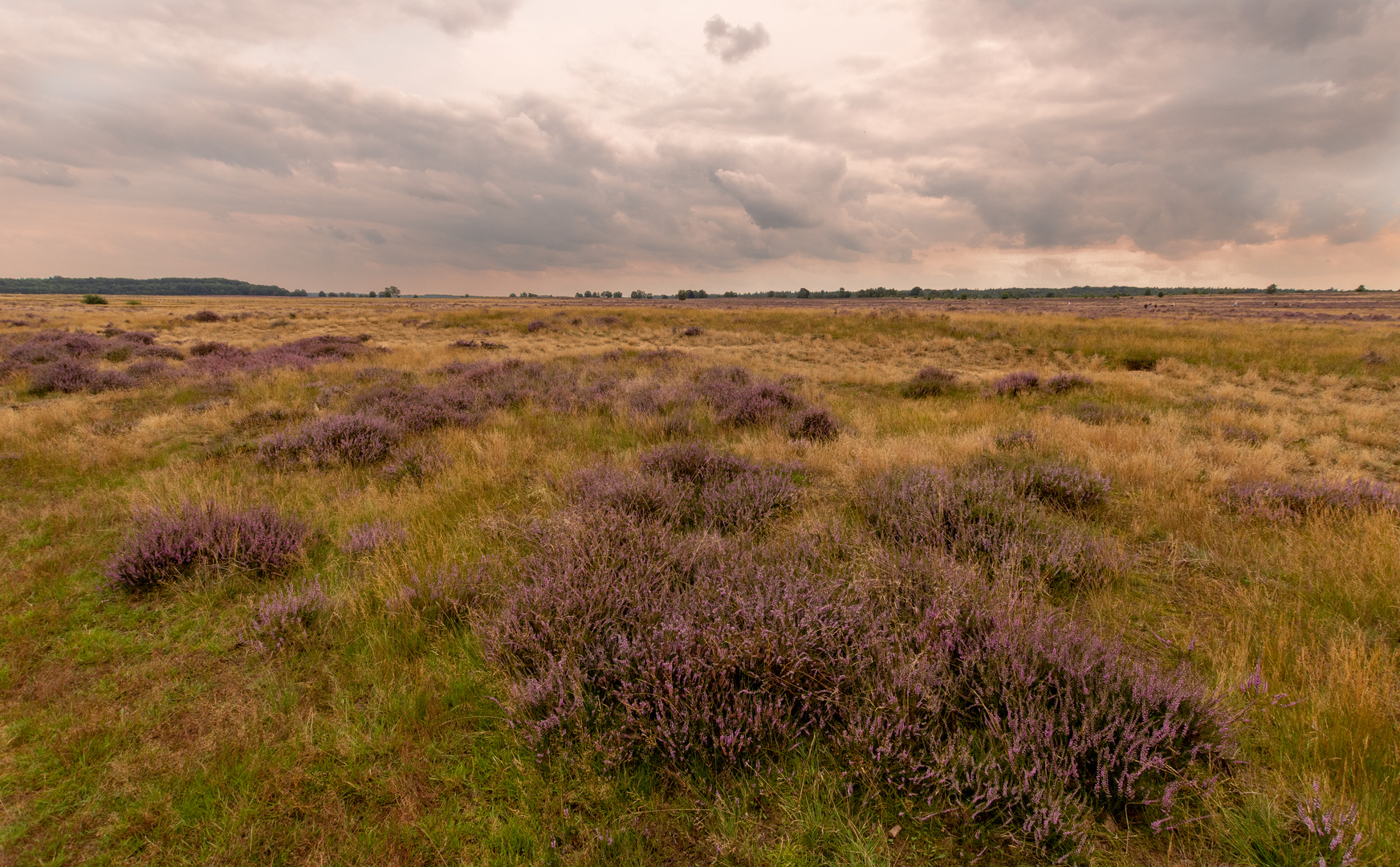 Ginkelse Heide - Groot Ginkel - 13