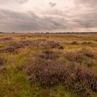 Ginkelse Heide - Groot Ginkel - 13