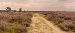 Ginkelse Heide - Groot Ginkel - 15