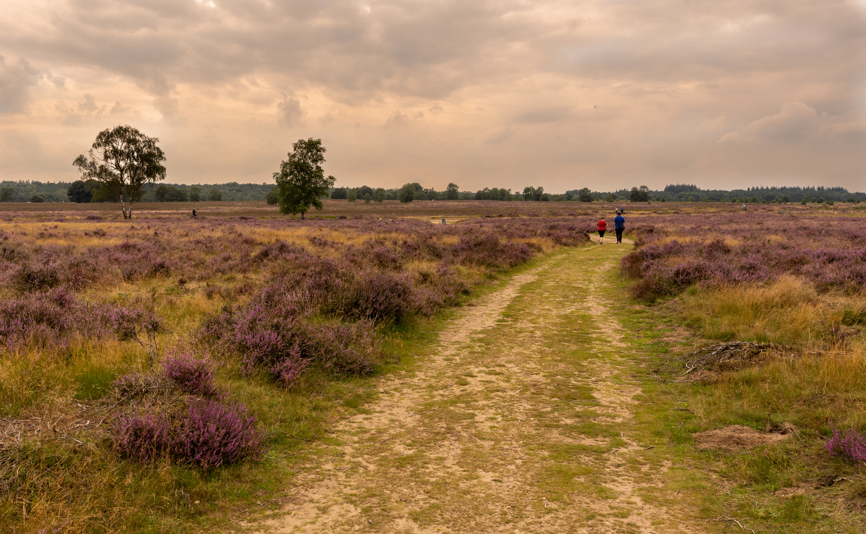 Ginkelse Heide - Groot Ginkel - 16