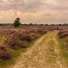 Ginkelse Heide - Groot Ginkel - 16