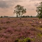 Ginkelse Heide - Groot Ginkel - 17