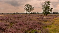 Ginkelse Heide - Groot Ginkel - 17