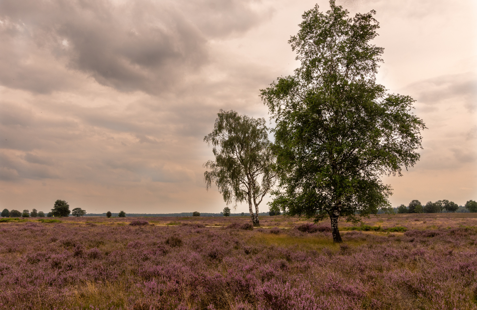 Ginkelse Heide - Groot Ginkel - 18