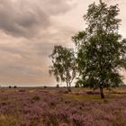 Ginkelse Heide - Groot Ginkel - 18