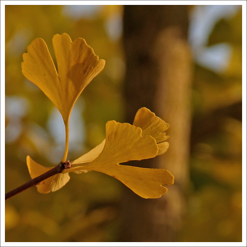 Ginkgo