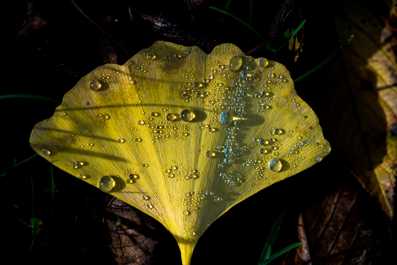 Ginkgo