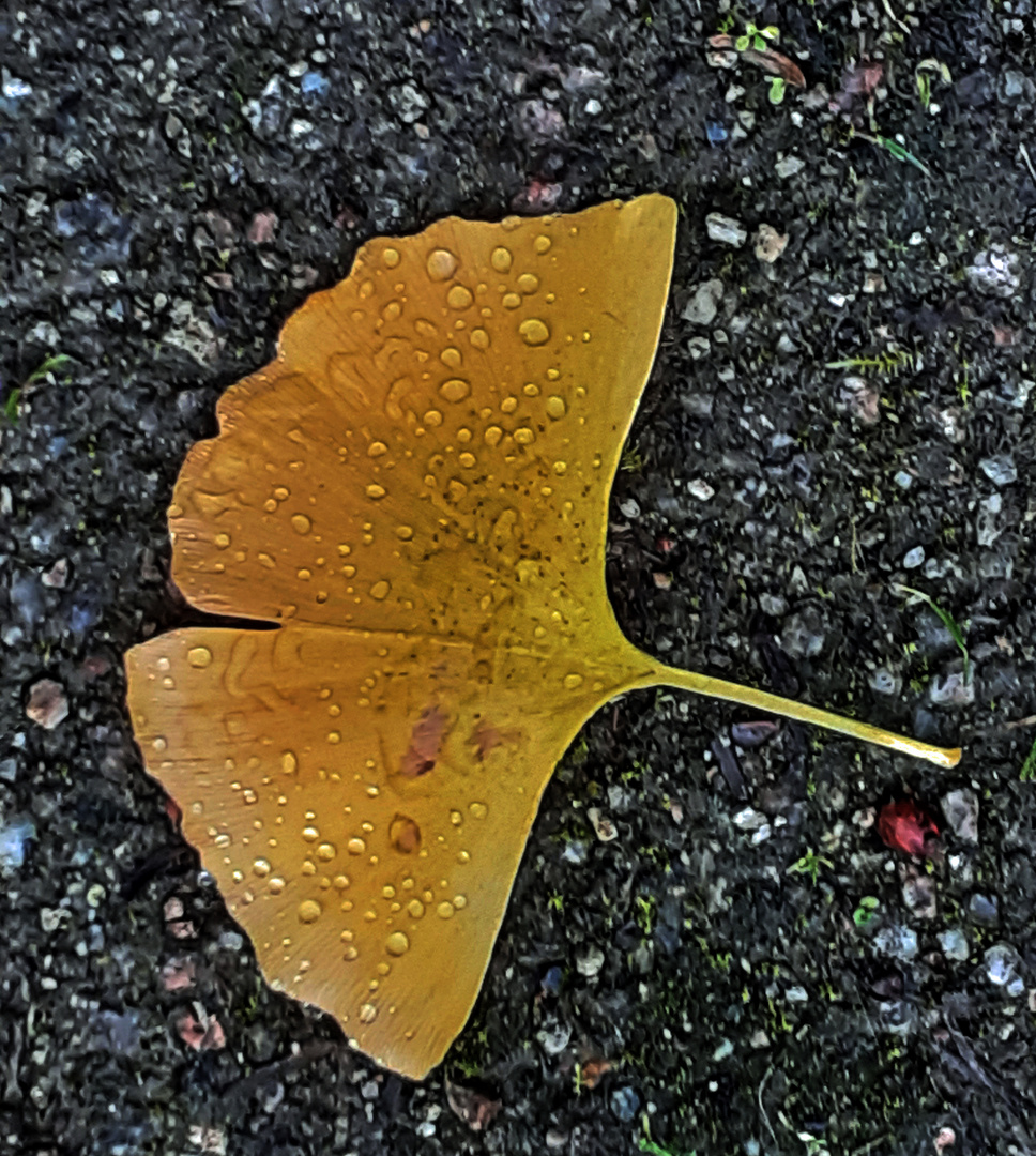 Ginkgo