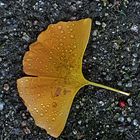 Ginkgo