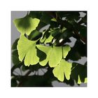 Ginkgo