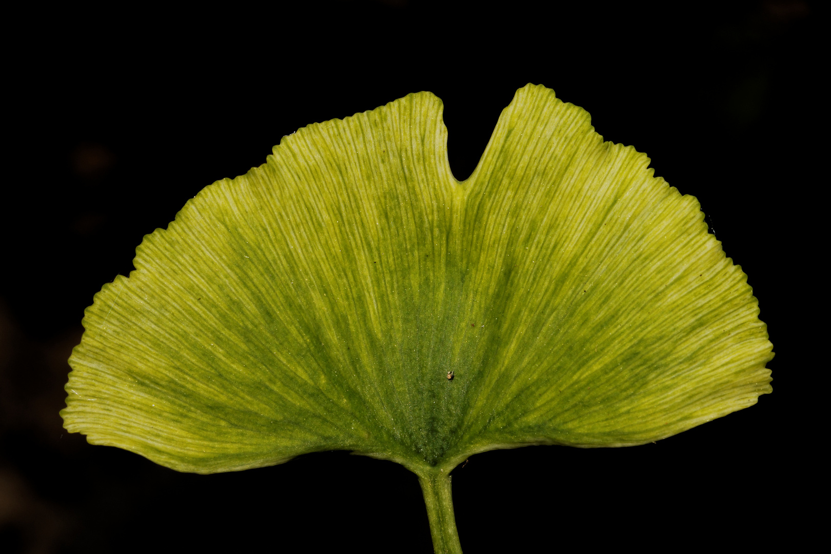 Ginkgo