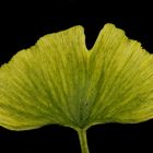 Ginkgo