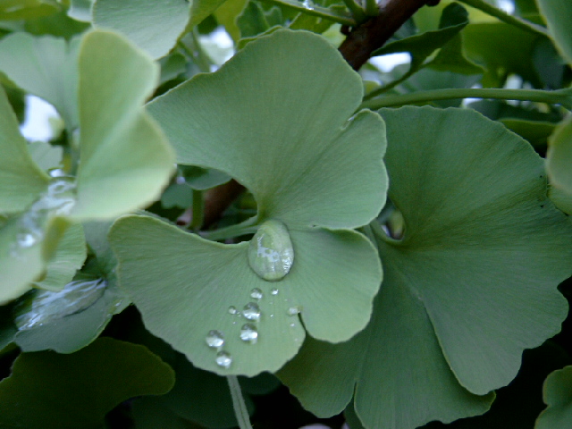 Ginkgo