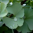 Ginkgo