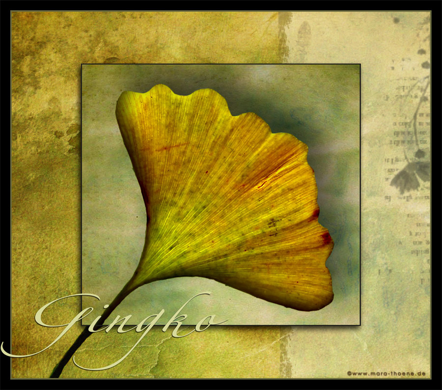 Ginkgo