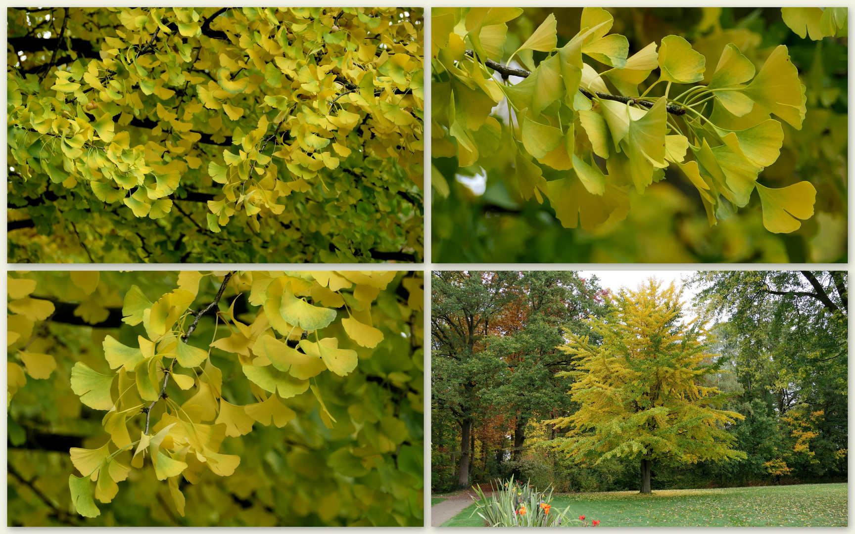 Ginkgo