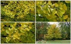 Ginkgo