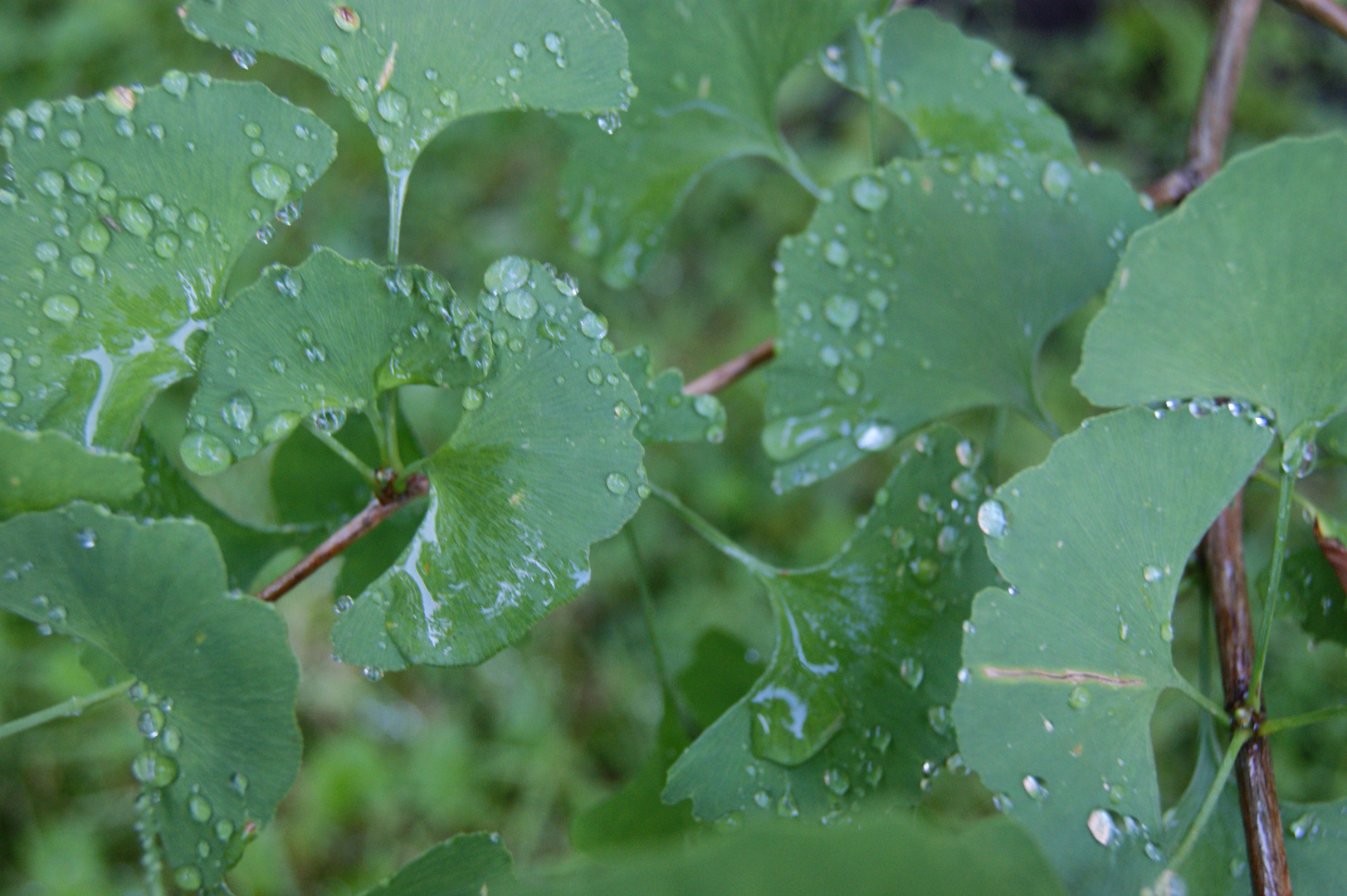 ginkgo