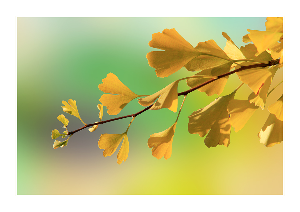 Ginkgo