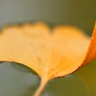 Ginkgo