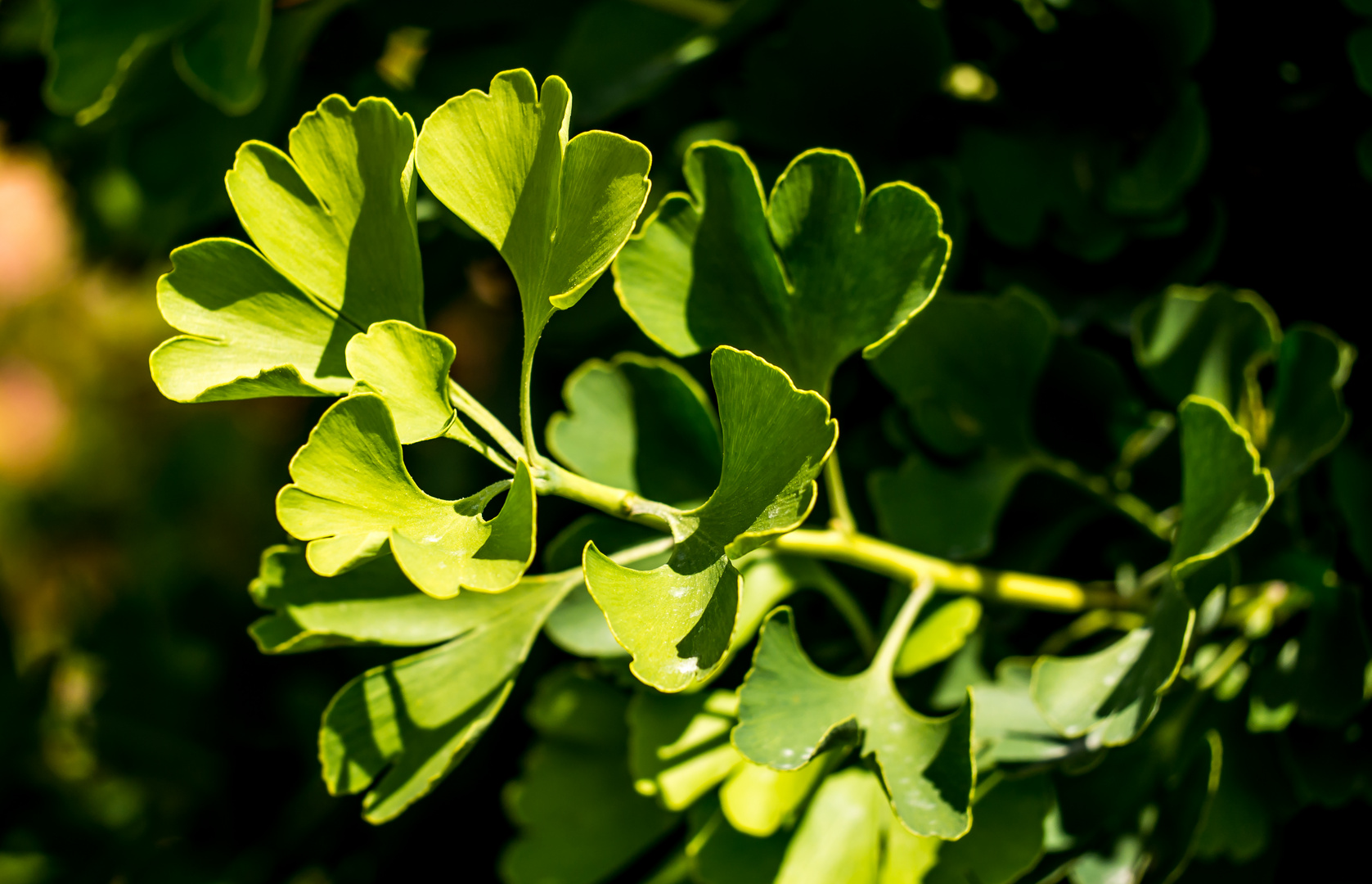 Ginkgo